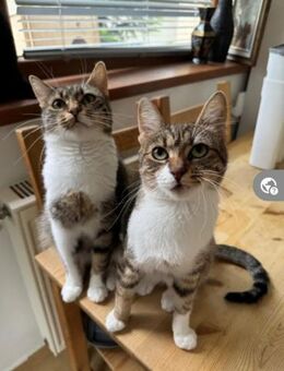 Mira & Rona Freundliche Katzenmädels - Unterföhring
