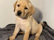 Labrador Welpen Foxred, Gelb - Saarburg