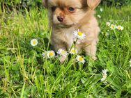 Chihuahua langhaar rüde welpe - Alzey