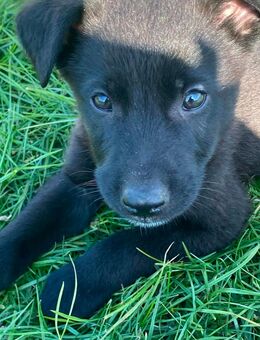 Welpe Bruno sucht dringend Zuhause - Greifswald