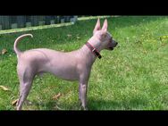 American Hairless Terrier Rüde - Löningen