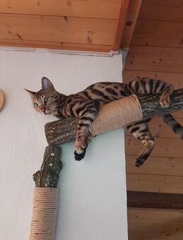 Wir suchen einen 2 Kater der 1 Jahr alt ist - Plettenberg Zentrum