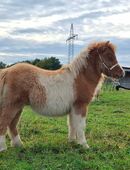 Minishetty Hengstfohlen Abstammung Halstock & Bromishet in 14558