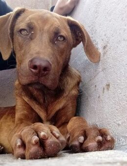 Sunday wurde auf einem Feld ausgesetzt - Wöllstadt