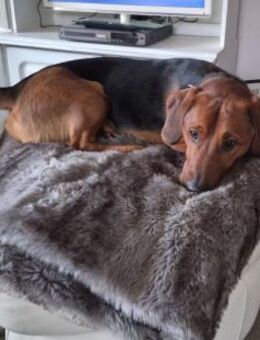 Mika wartet auf sein Körbchen für immer - Freilassing