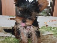 Yorkshire-Terrier Welpe - Hamburg