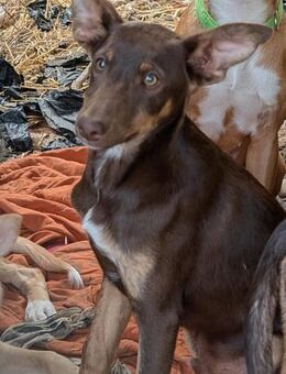 Bombon der Schokobon - Langen (Hessen)