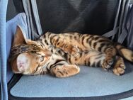 Reinrassige Bengal kitten abzugeben nur noch 2/4 da ein Junge ein Mädchen - Weener