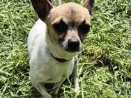 💙 Noah Ein kleines Herz sucht Geborge - Kassel