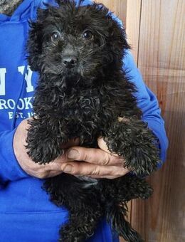 Poldi°**ANFRAGESTOPP** - Wolfhagen