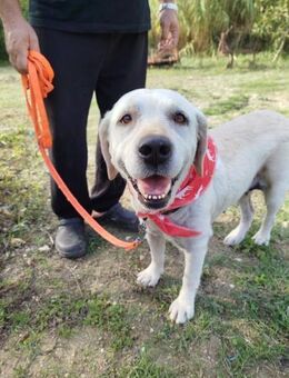 Molly - liebenswert und kuschelbedürftig - Heppenheim (Bergstraße)