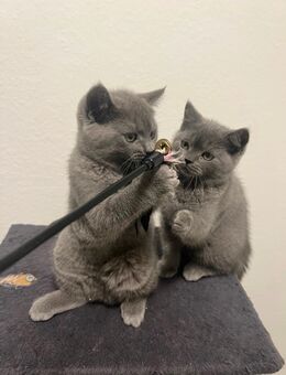 BKH Kitten - Ebersbach (Fils) Zentrum
