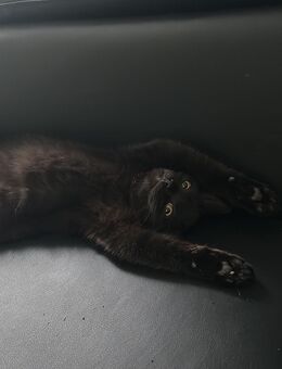 💖 Liebevolle Britisch-Kurzhaar-Kitten abzugeben 💖 - Waltrop