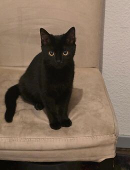 Liebevolle Jungkatzen - Lennestadt