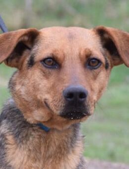 Georgina - freundlich & verschmust - Lohmar