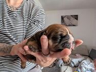 English Bulldog Welpen - Kyffhäuserland