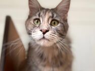 Maine Coon Katze mit Stammbaum - Ellhofen