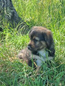 Chilly möchte adoptiert werden - Tholey