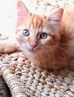 Roter Kater Kitten Maine Coon Norweger Katerchen - Kindenheim