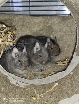 Drei wunderschöne Degu-Mädels - Gaggenau