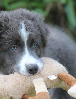 Toller Border Collie Bub in Blau Weiß - Weißenhorn