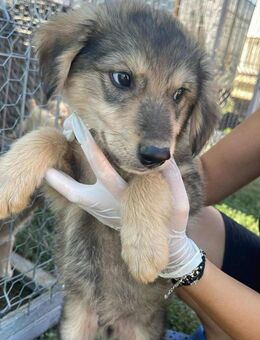 Lustiger Rüde B650 sucht sein Zuhause - Neuberg