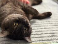 Britisch Kurzhaar Katzen - Aachen