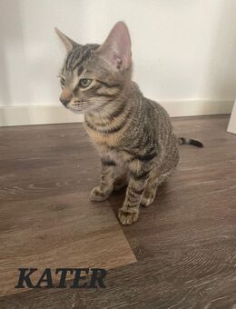 Kitten EKH Mix - Harrislee