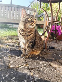 Katzenfelix.de - Katzensitter/Katzenbetreuung Bad Kreuznach/Alzey - Siefersheim
