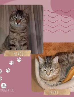 Katzen Minou und Suki möchten reisen - Lalendorf