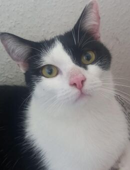 Lilli sucht DRINGEND ein neues Zuhause - Dortmund