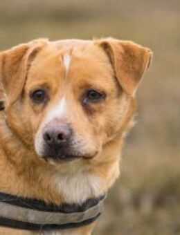 OSZI-SI. Sucht sicheren Hafen - Neustadt (Rübenberge)