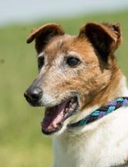 Bogi gehört nicht zum alten Eisen - Puchheim