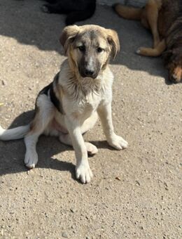 Herzensbrecher Dante sucht Anschluss - Celle