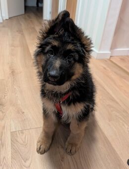 Schäferhund Welpe - Großefehn