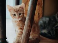 Katzenbabys - Bamberg
