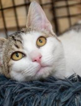 Noel - Katzenbaby sucht Happy home - Bad Camberg