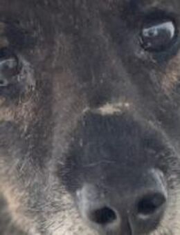 Lotti ist eine vorsichtige Hündin 🐾 - Elsdorf (Nordrhein-Westfalen)