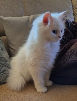 Ragdoll Kitten - Brandis