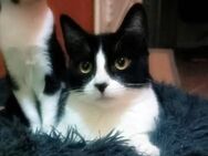 Thor - Verschmuster Kittenkater - Bad Camberg