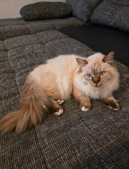 Heilige birma kitten - Friesoythe