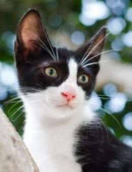 JAZZ - freundlicher und lieber Katzenbub - Sulzbach-Laufen