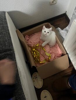 Zu verkaufen: Süßer und freundlicher Kater – 7 Monate alt - Mönchengladbach