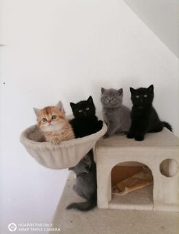 Britisch Kurzhaar Kitten suchen liebevolles Zuhause 😍 - Gütersloh Isselhorst