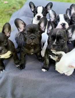 7 Zuckersüße Retro Französische Bulldoggen Welpen - Hamburg Wandsbek
