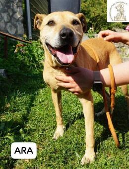 Ara Narben vom Leben, ... - Kissing