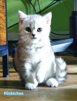 BKH Kitten suchen neuen Wirkungskreis - Leverkusen