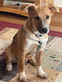 Felix - verspielt, verkuschelt, aktiv - Velbert