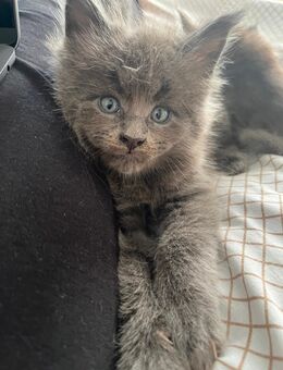 Reinrassige Maine Coon XXXL Cats mit Stammbaum haben am 13.05. Ihr Nachwuchs bekommen. - Bielefeld Zentrum