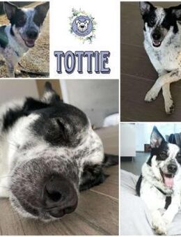 TOTTIE * toller Begleit- Typ - Duisburg